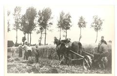 Familie Hubrecht, rogge afrijdend aan de Durme