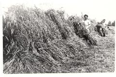 Schoven roggestro "stuiken" aan de Durme