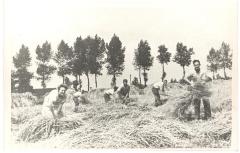 Familie Hubrecht hooiend langs de Durme