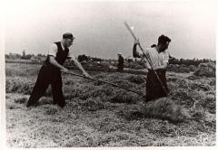 Familie Hubrecht hooiend langs de Durme