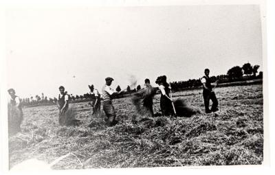 Familie Hubrecht hooiend langs de Durme