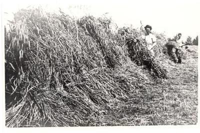 Schoven roggestro "stuiken" aan de Durme