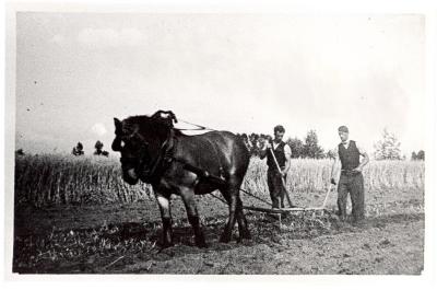 Familie Hubrecht ploegend langs de Durme