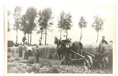 Familie Hubrecht, rogge afrijdend aan de Durme