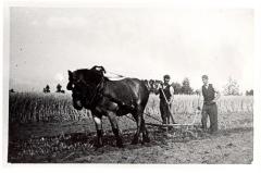 Familie Hubrecht ploegend langs de Durme