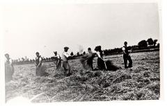 Familie Hubrecht hooiend langs de Durme