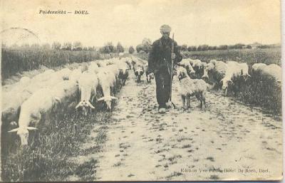 Herder met kudde in de polder
