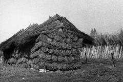 De wijmenteelt, Haasdonk